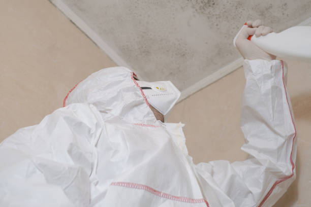 Best Emergency Mold Removal  in USA